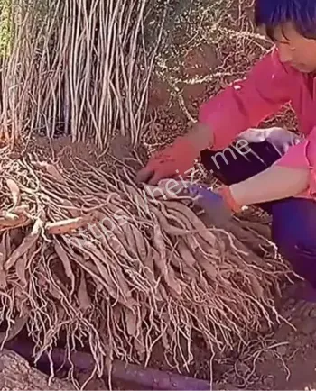 秦始皇