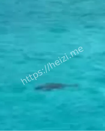 国家一级保护动物