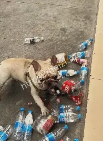 广州萌宠故事