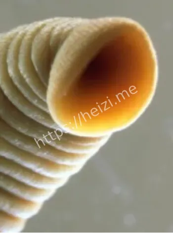 莫维莱洞奇特物种外星生命