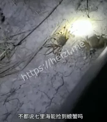 马路惊现螃蟹大军