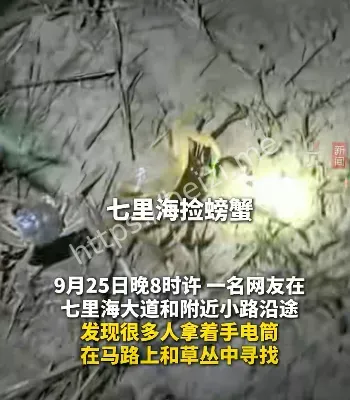 野生螃蟹迁徙过冬