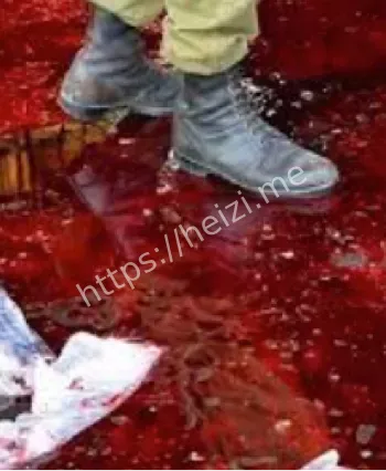 群居蜘蛛织巨网