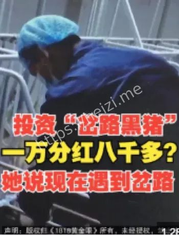 云养猪骗局