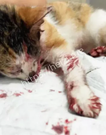 虐猫律师警方刑拘调查