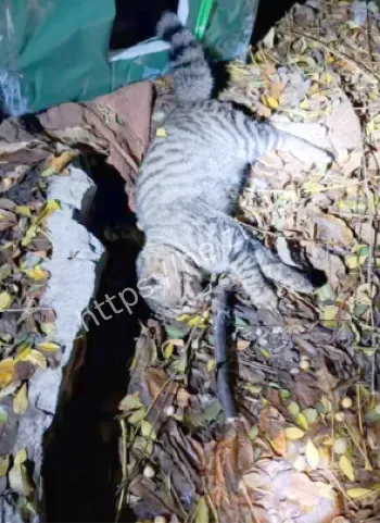 每只小猫惨死残忍手段