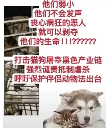 猫中医事件