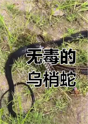 乌梢蛇误判