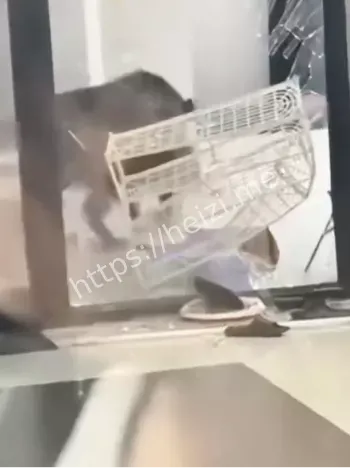 辽宁城市野猪生态防范