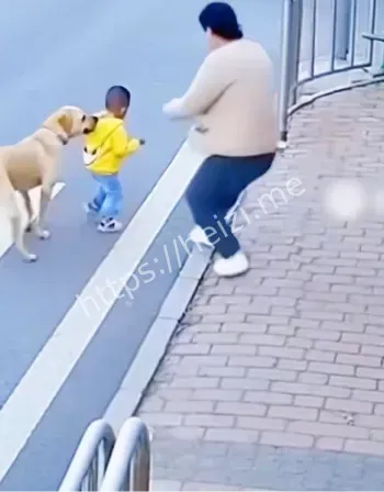 黑豆护主事件后续