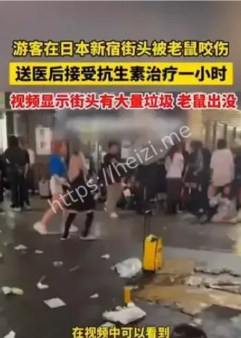 日本东京台风海贝思后街头鼠患