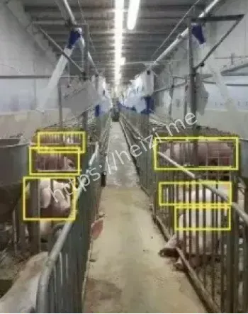 AI监控猪健康