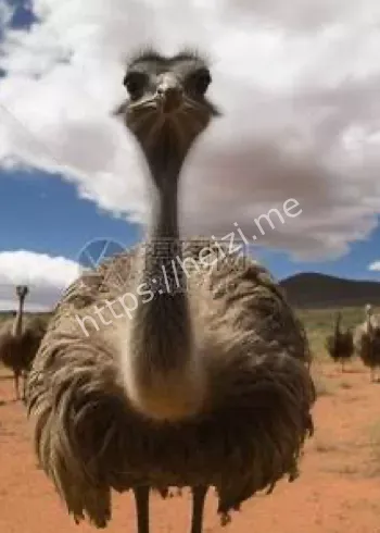 长沙女子养鸵鸟三年