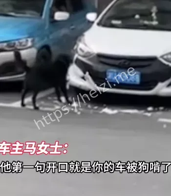 车被狗啃碎