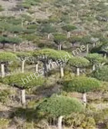 地球外星植物园龙血树奇观