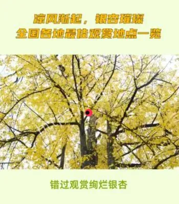 银杏观赏地图