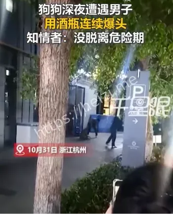 杭州狗咬纠纷