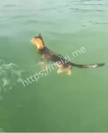 放生猫事件