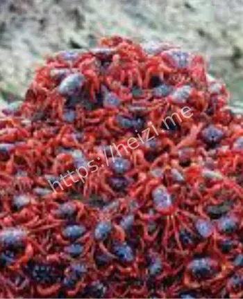 红蟹繁殖产卵日期与过程