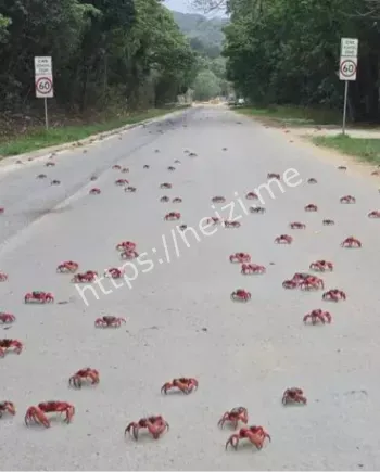 澳大利亚圣诞岛2025红蟹大迁徙