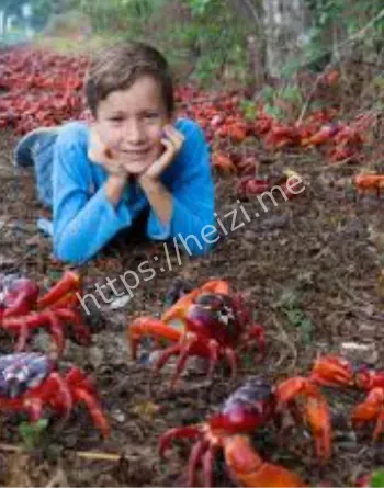 红蟹迁徙生态奇观