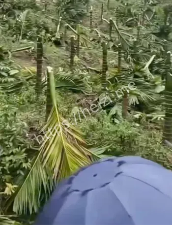 未经允许砍树纠纷