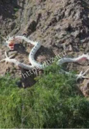 常熟野猫口目击