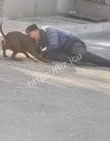 大爷遭比特犬疯狂撕咬