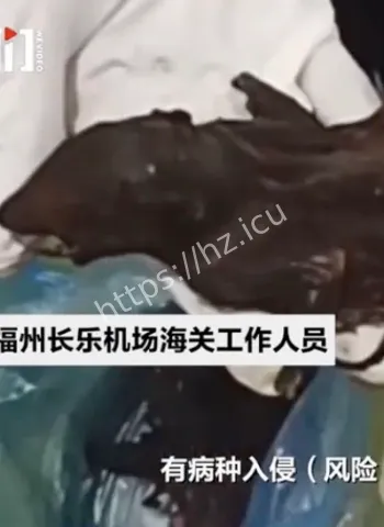 旅客托运老鼠干