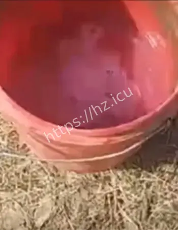 井水泛起红色泡沫