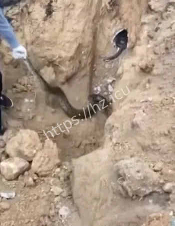 引全网疯狂转发